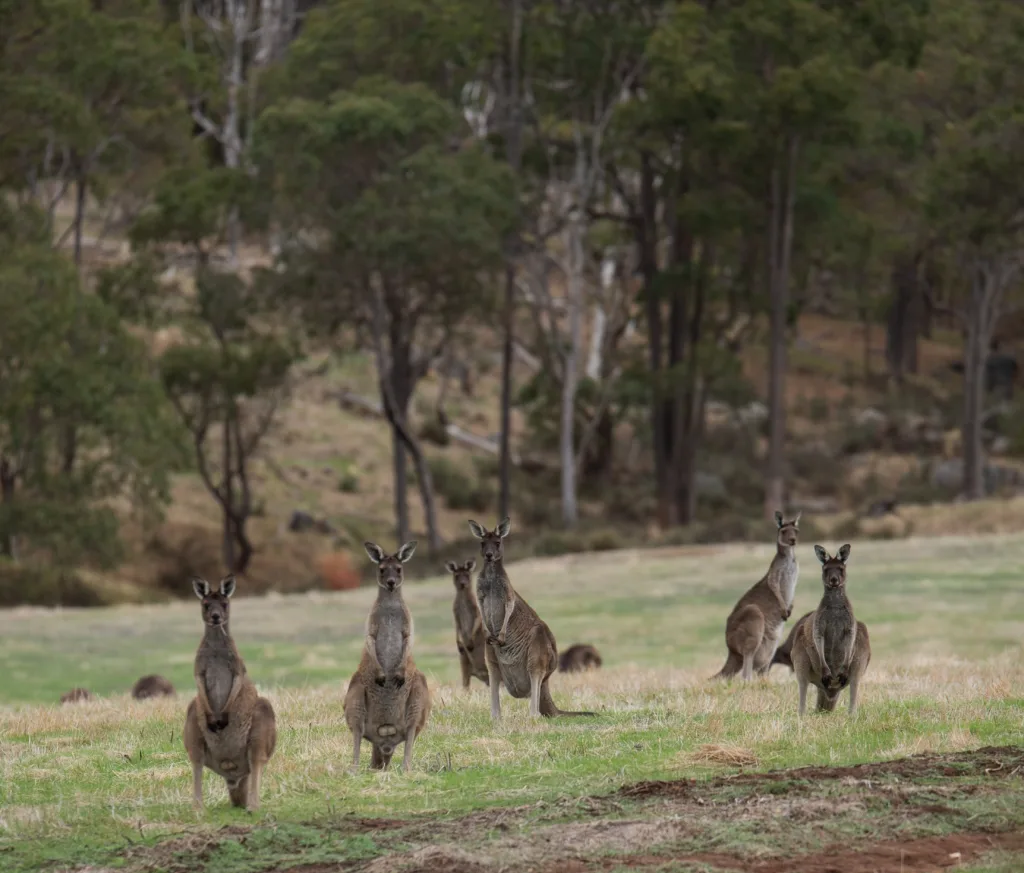 Australië