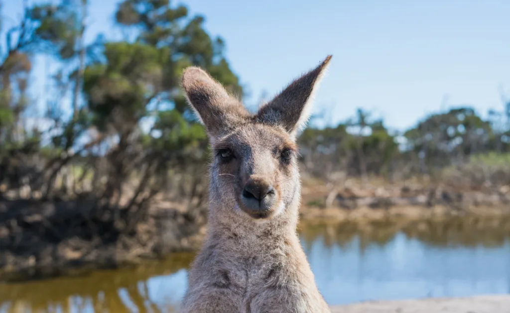 Australië